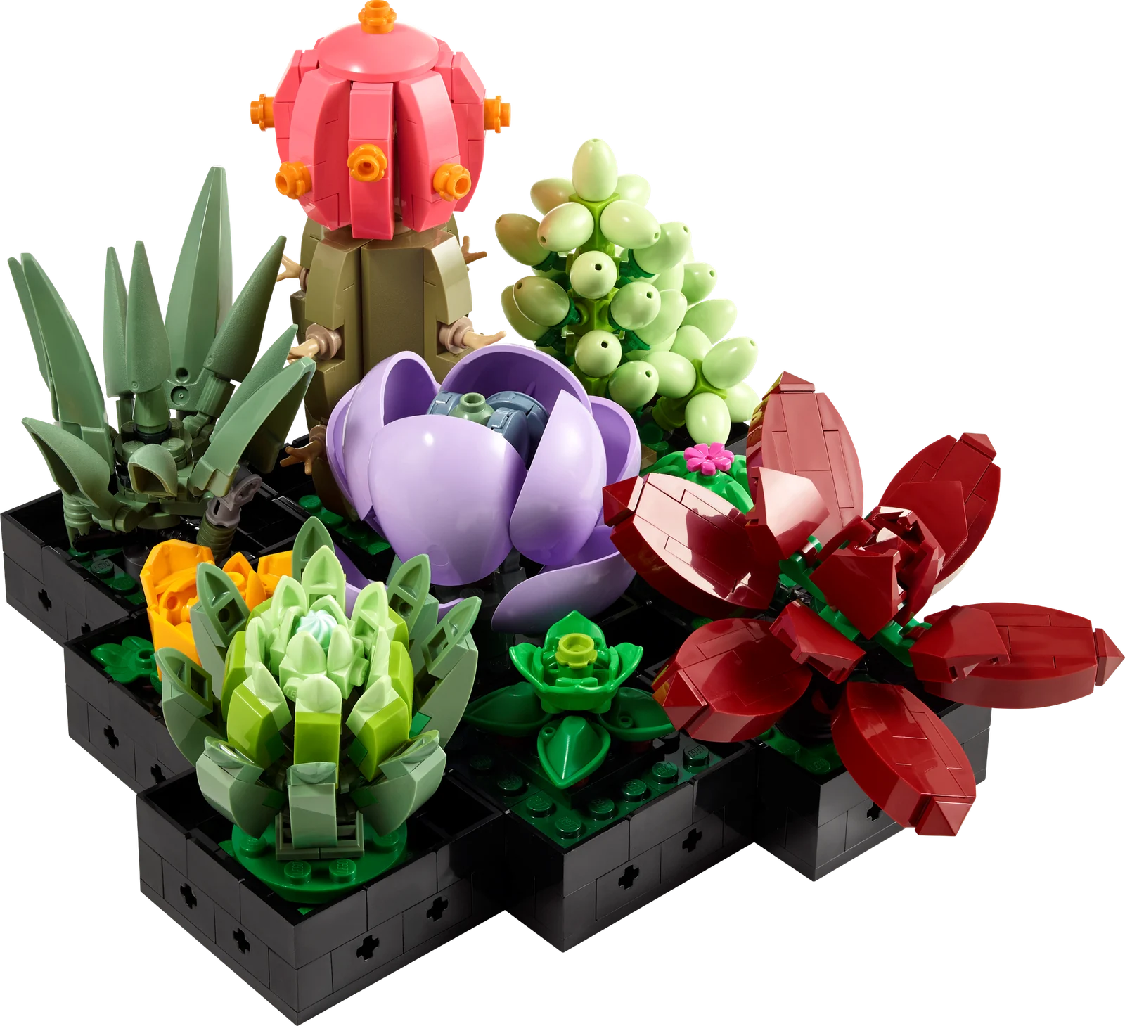 Succulentes (Succulents)