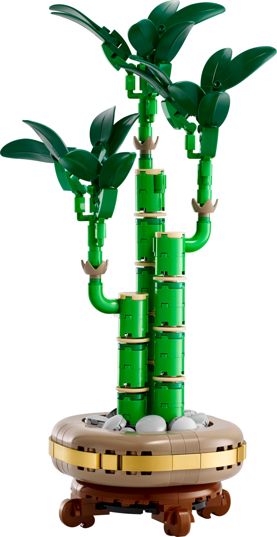 Chanceux bambou (Lucky Bamboo)