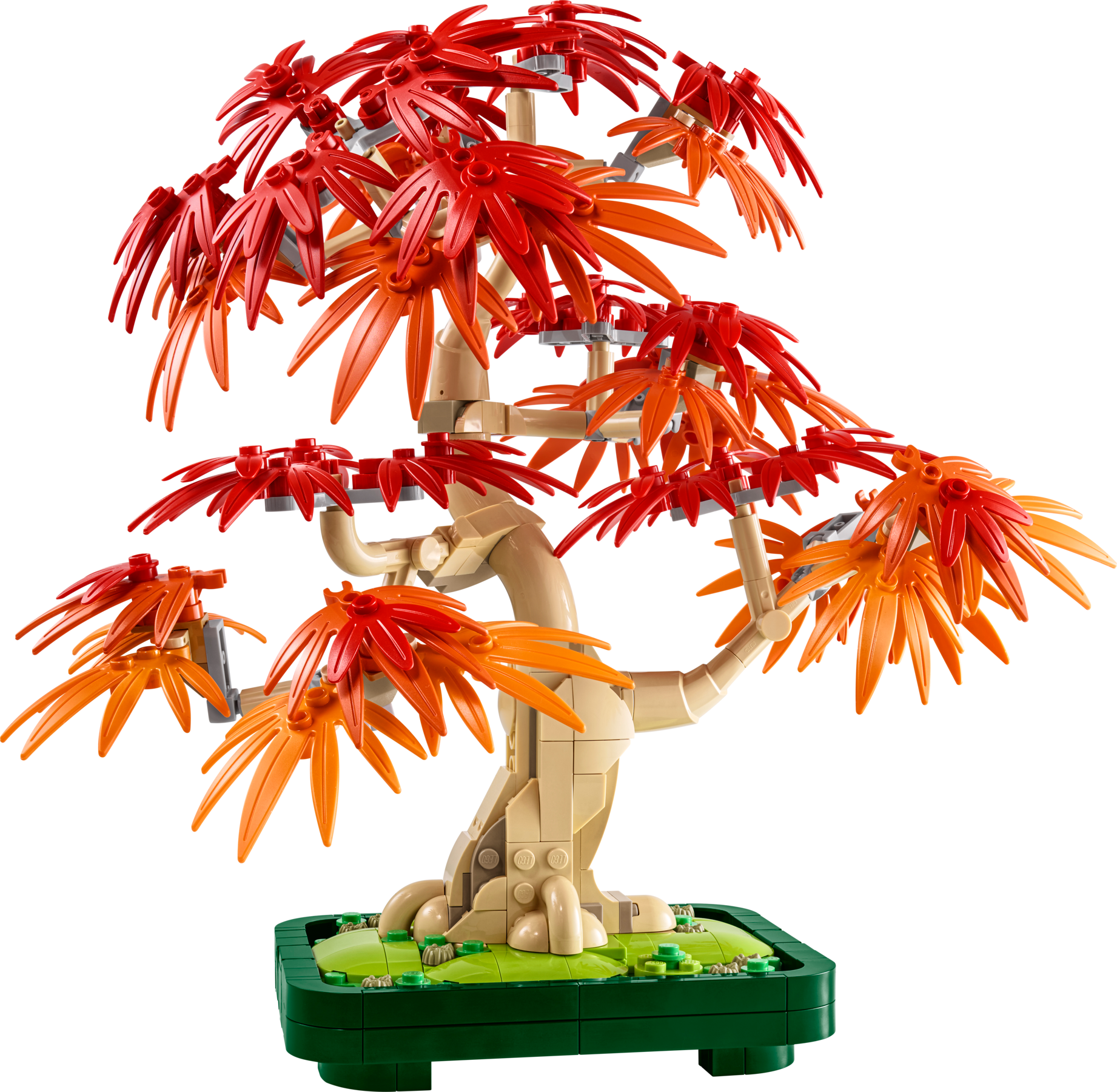 Bonsaï d'érable rouge japonais (Japanese Red Maple Bonsai Tree)