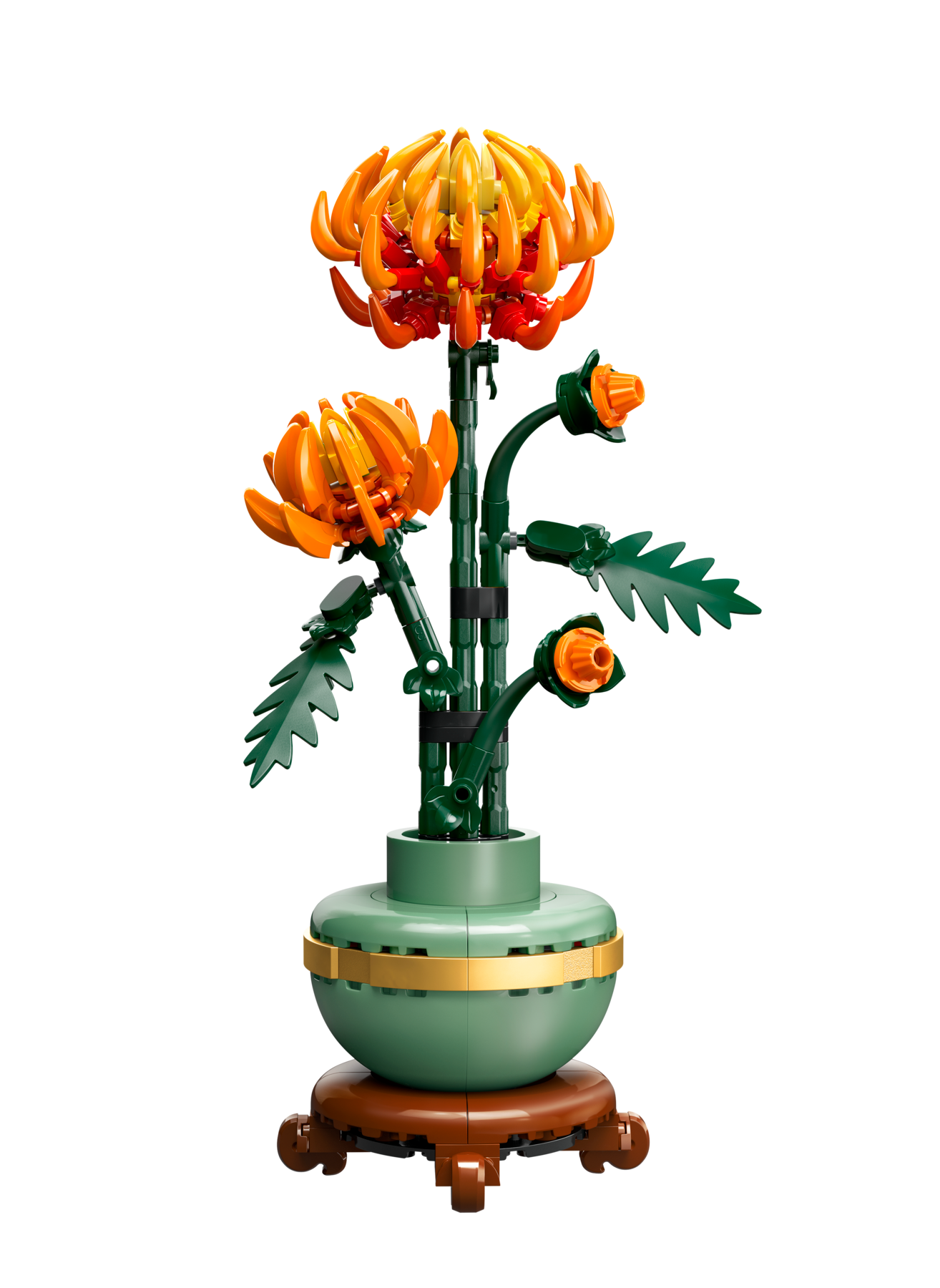 Chrysanthème (Chrysanthemum)