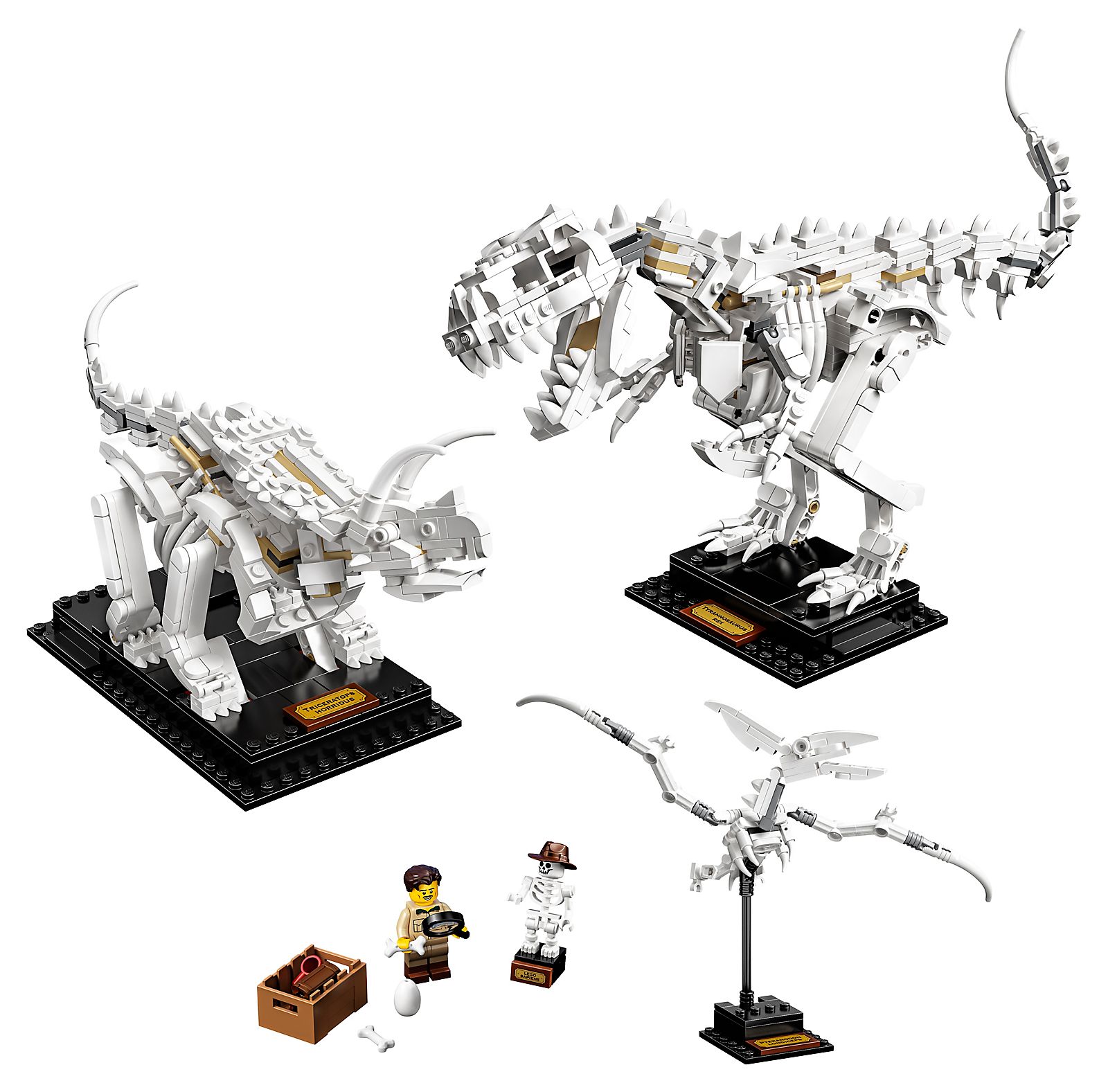 Fossiles de dinosaures (Dinosaur Fossils)