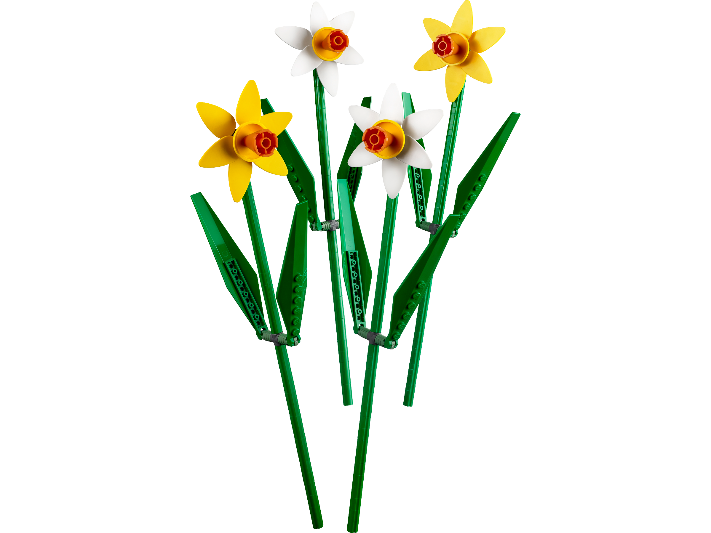 Jonquilles (Daffodils)