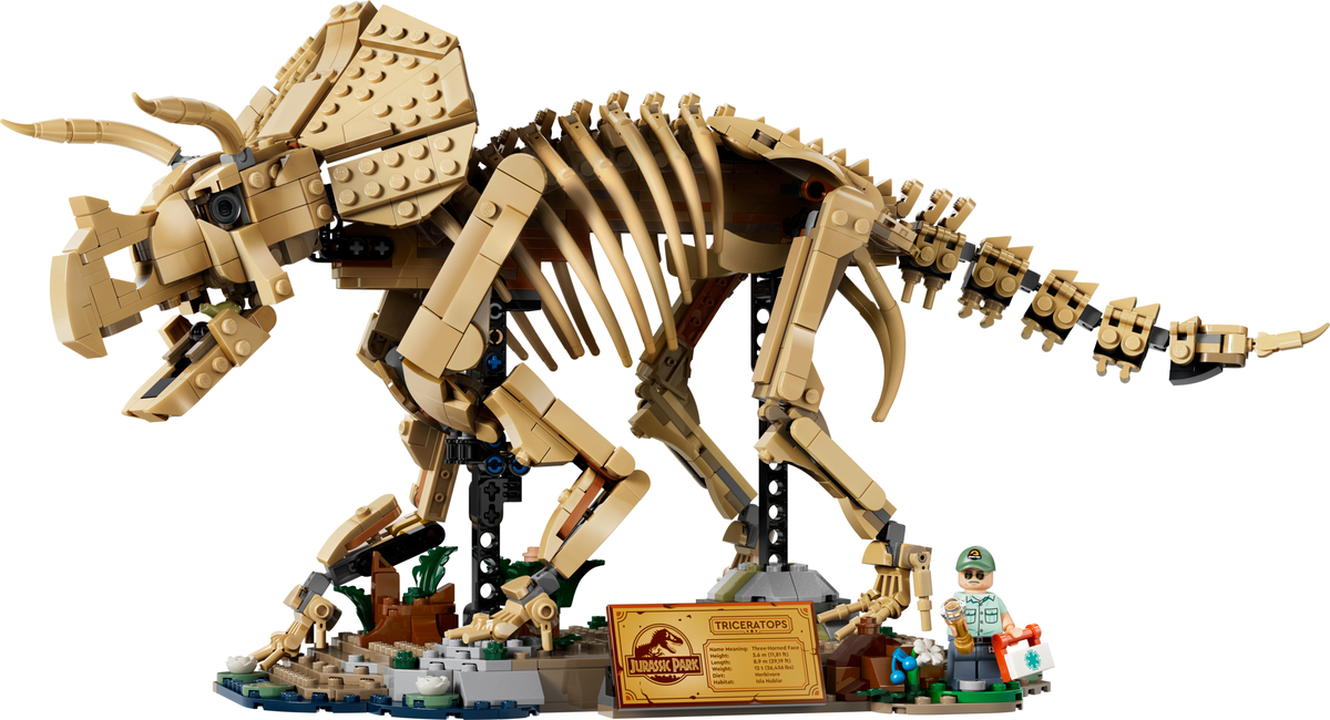 Dinosaures fossiles: tricératops (Dinosaur Fossils: Triceratops)